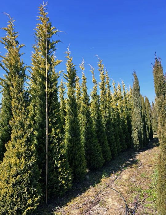 Tuia leylandii gold toate dimensiunile pret minim