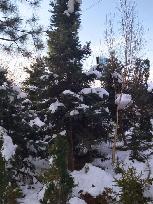 Новогодние ели на срез!