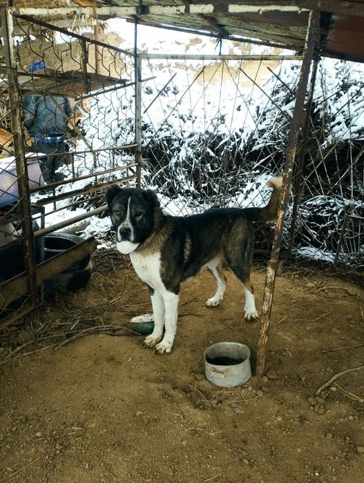 Собака кабель алабай