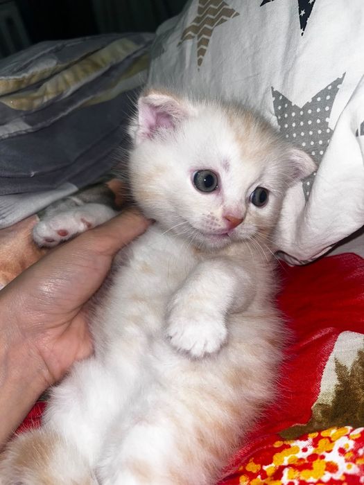 Продам котят вислоухий