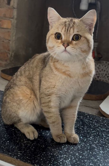 Продам кота  шиншилу