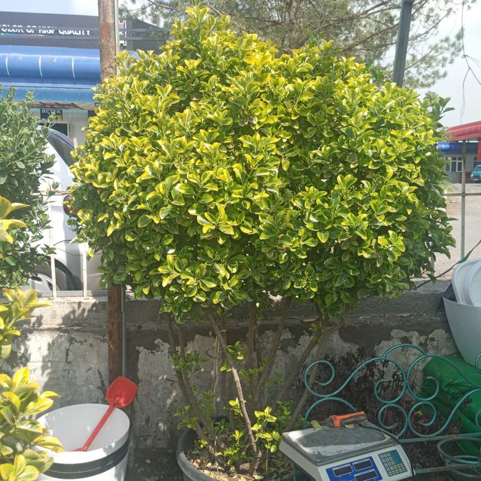 Дезинфекция деревья и кусты,  садовник.