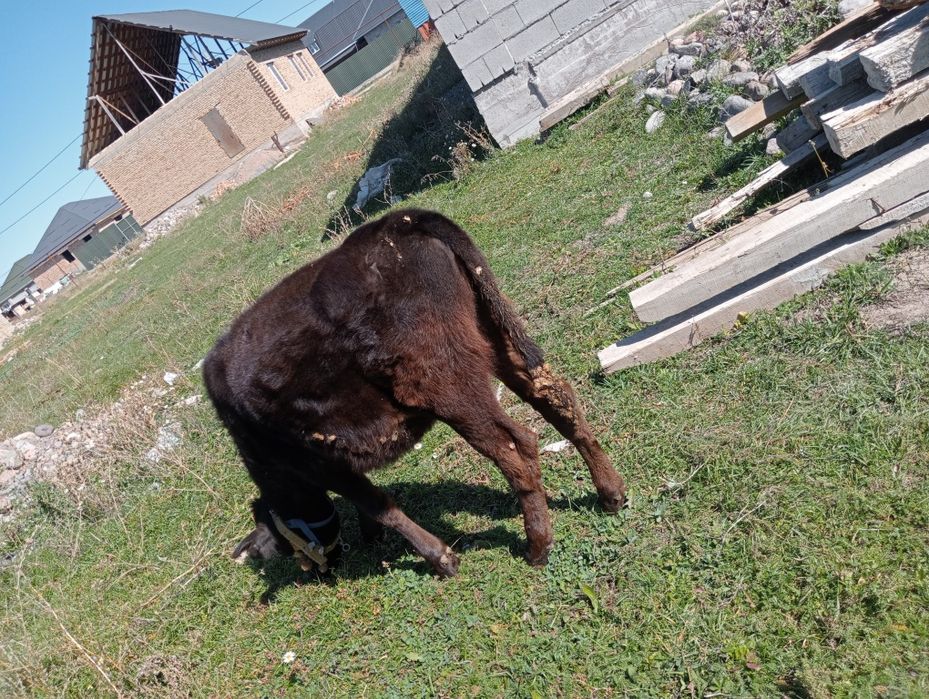 Бузау ургашы сатылады