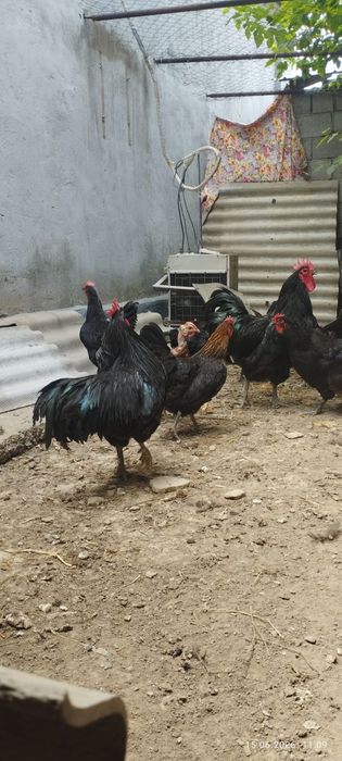 Домашний балапандар 90кундік