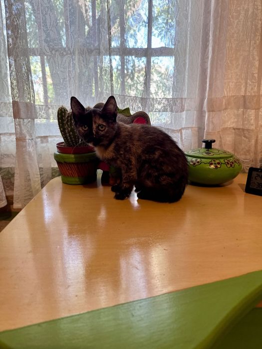 Коте на 3мес. търси дом Пловдив