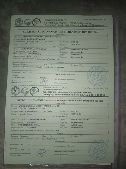 Продам щенка американской акиты