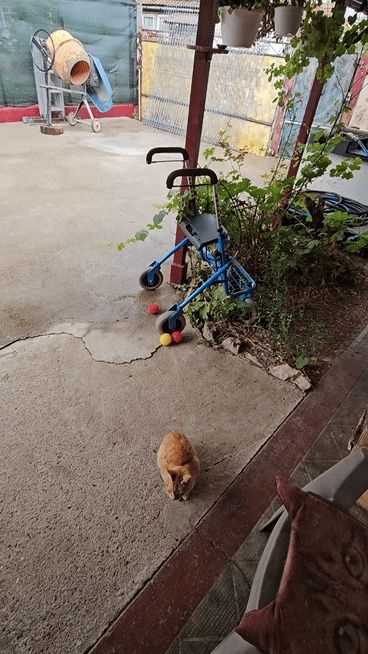 Adopție îngeraș drăgălaș