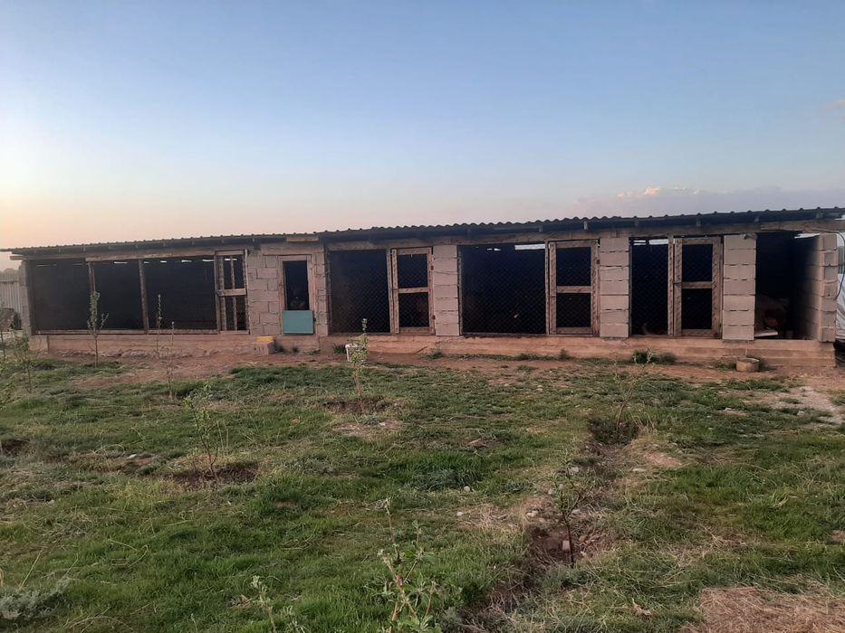 Питомник немецких овчарок РР