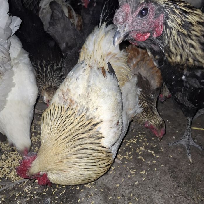 Продам петрушков