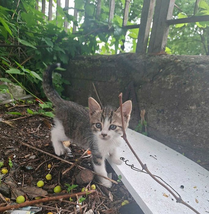 Котета търсят дом