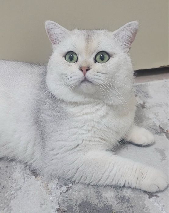 ВЯЗКА британский шиншилла кот ! Приглошает кошек на свиданю . Vyazkaga