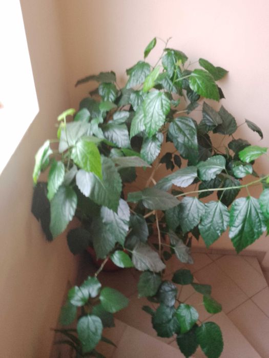 Продавам Китайска роза