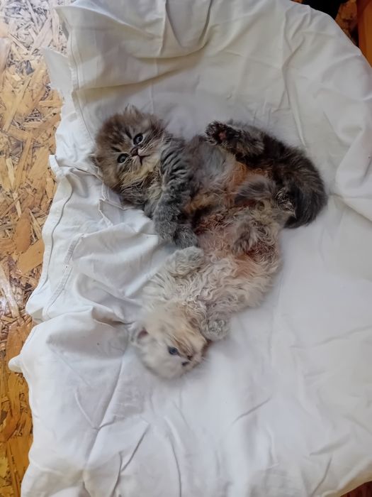 Персийски котки женски и мъжки