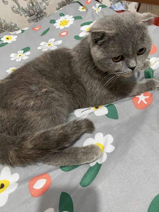 Skotish fold yaxsh boqilgan