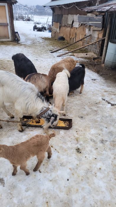 Capre alpine si anglonubiane