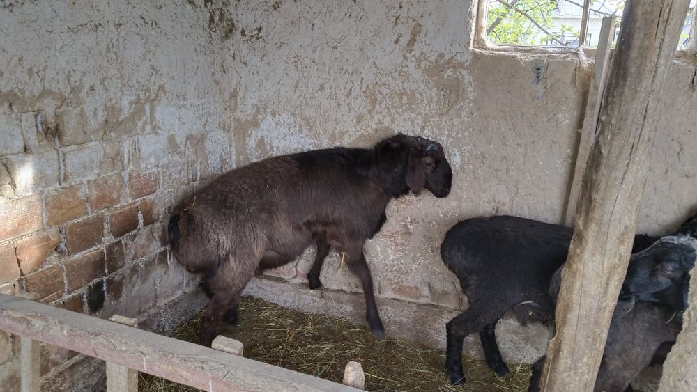 Семіз қошқарлар сатылады