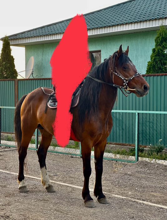 СРОЧНО!!!Полукровка Англичанин