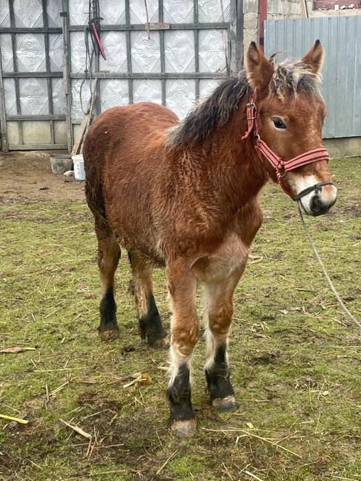 Vand o manza de 7 luni