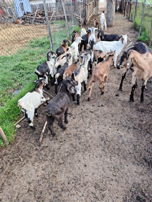 Vând iezi , metiș  de alpin francez cu anglonubian.
