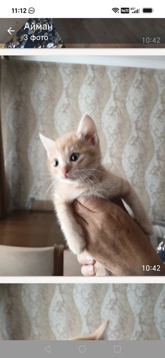 Ищем дом для котят