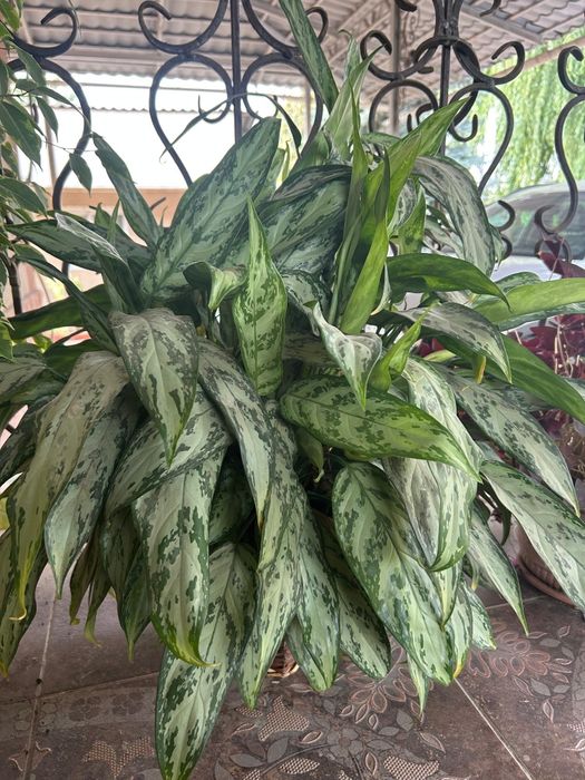 Продам цветы разные