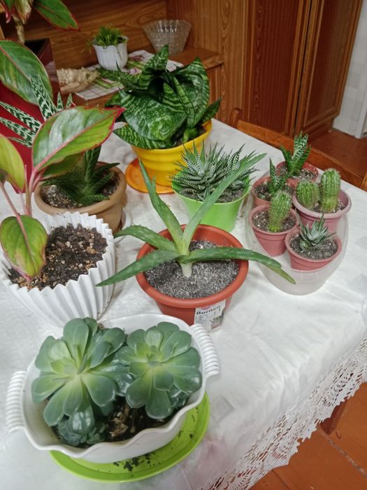 Комнатные цветы в новом грунте