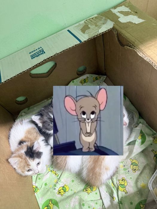 Отдам котят в добрые руки .