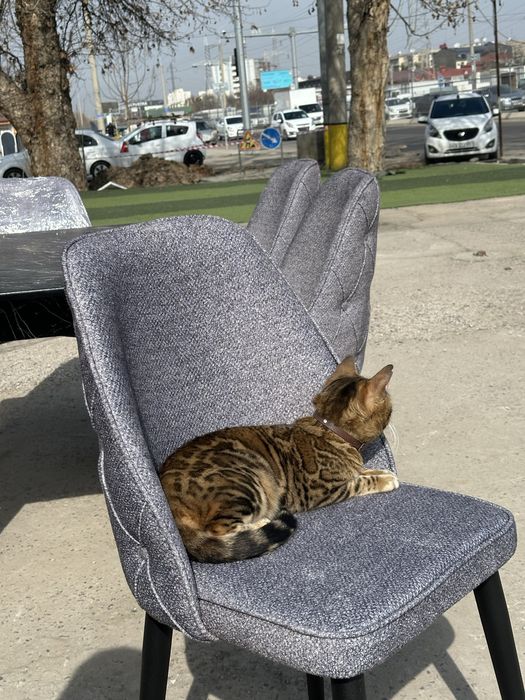 bengal qiz bola 1 yosh