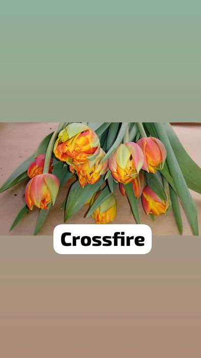 Тюльпаны Голландские свежие