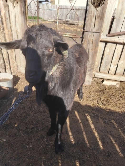 Продам козла на племя