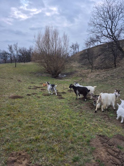 Vand capre cu iezi