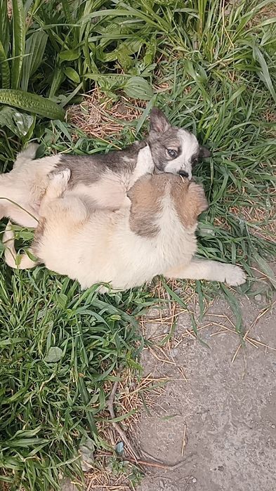 Бесплатно отдаем щенков девочки 2 месяца