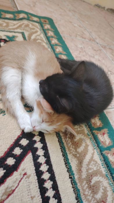 Котята, маргаулар