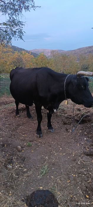 Vacă bună de lapte