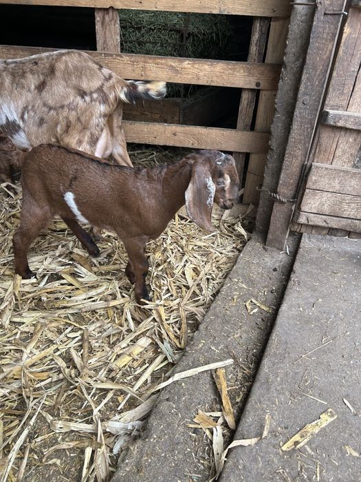 Se vând țapișorii Anglo-Nubian