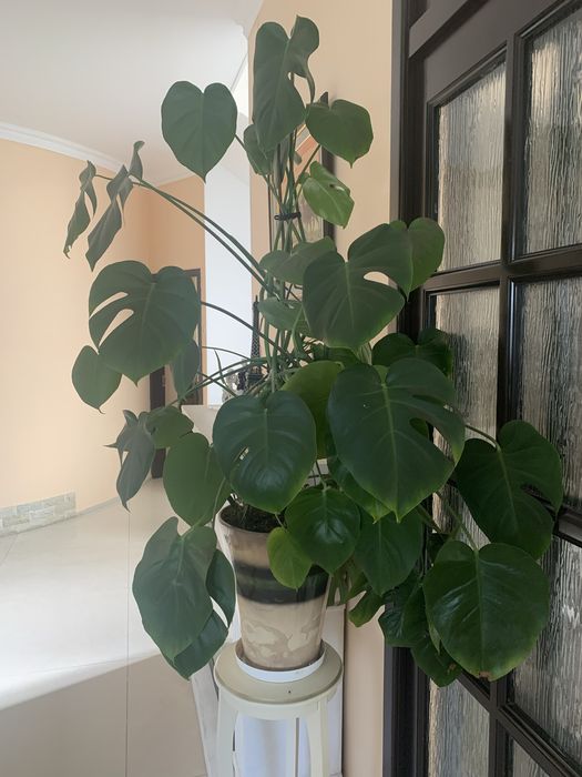 Монстера для дома и офиса