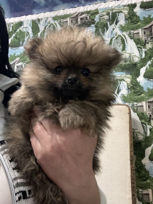 Щенки шпица