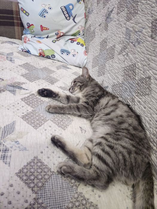 Отдам кота в добрые руки