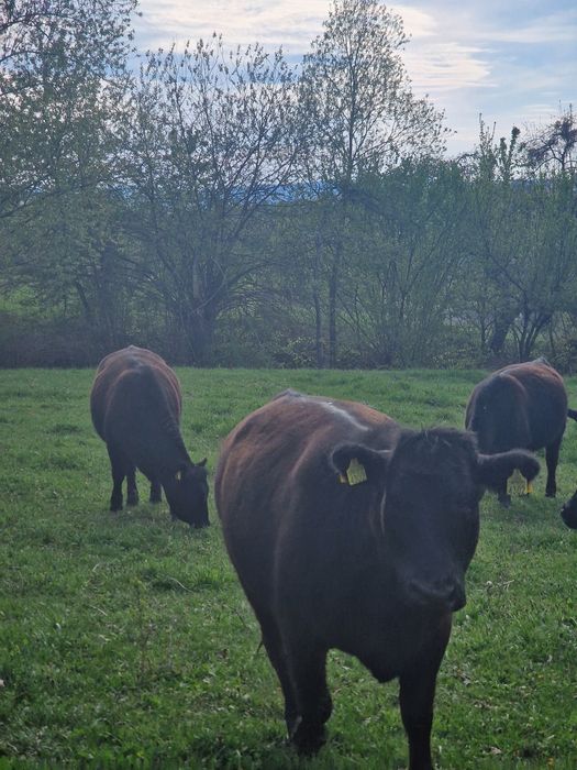 Vând 6 vaci de angus