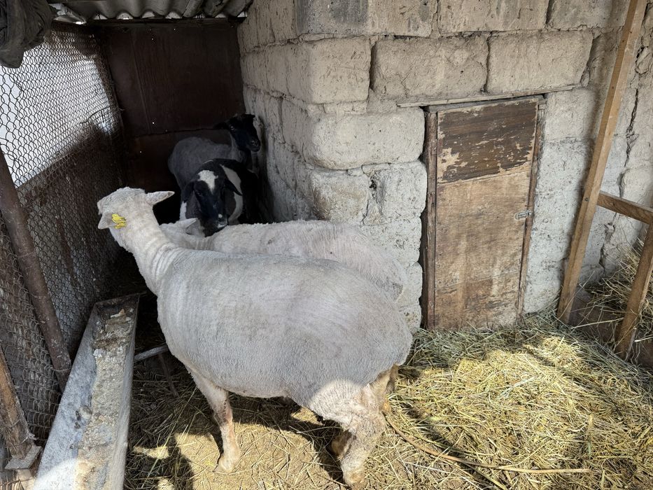 Семіз қойлар сатылады