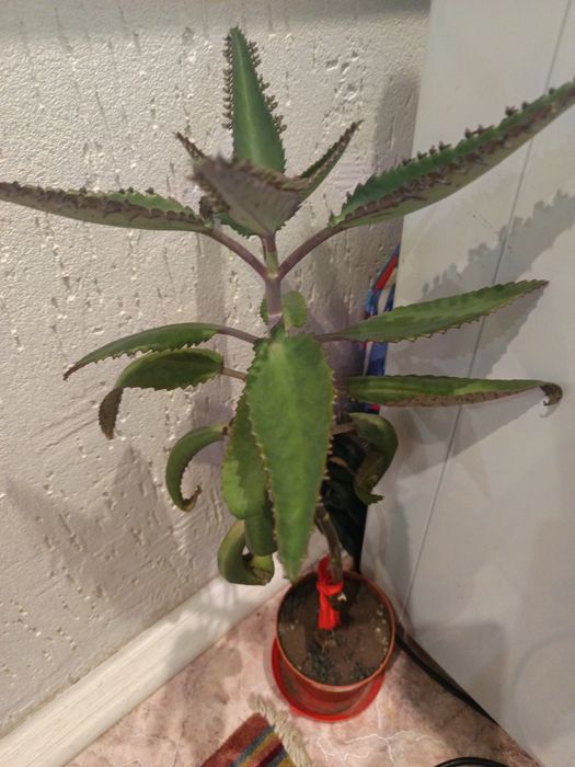 Продам цветы по 500 тг