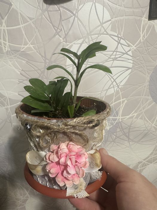 Продам Замиоку́лькас карликовый!