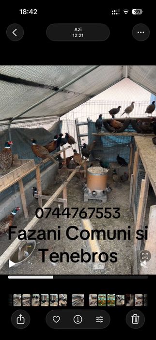 Vand Fazani Comuni si Tenebros