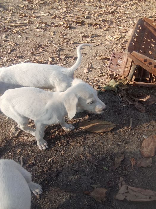 Продам щенков Тазы