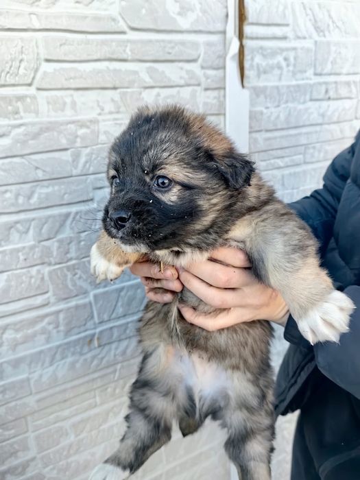 Отдам щенят, возможно с доставкой