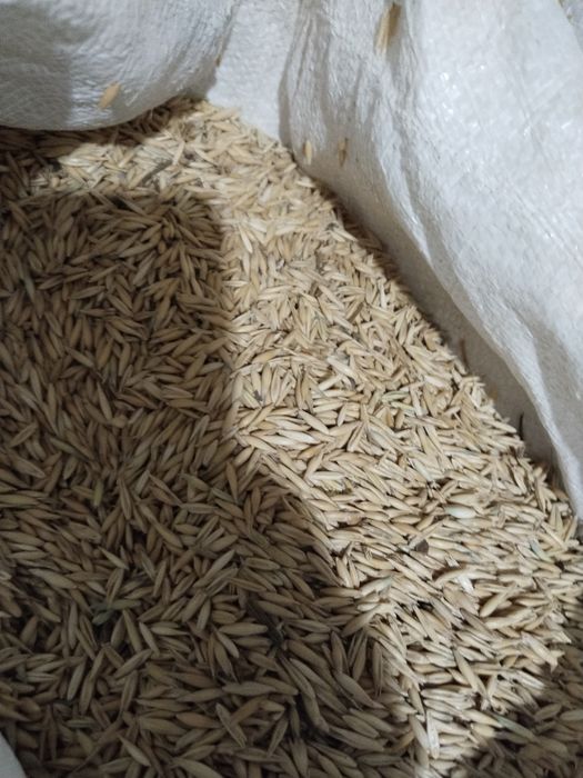 Сұлы сатылады. Овес продается.