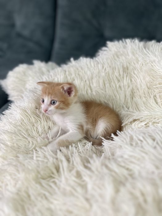 В добрые руки котятки