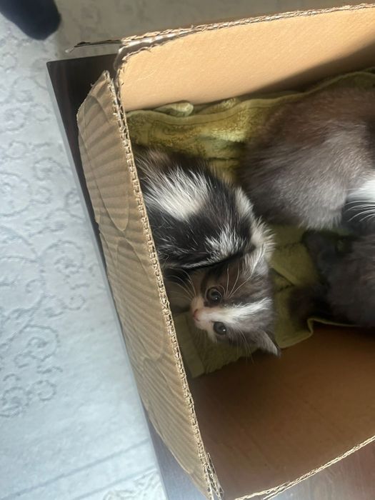 Котята отдаем в хорошие руки