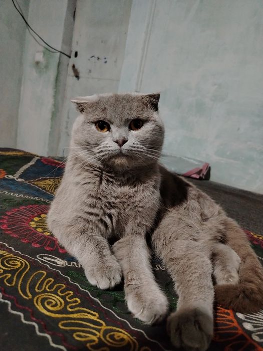 Skotish Fold yoshi 8-9oylik