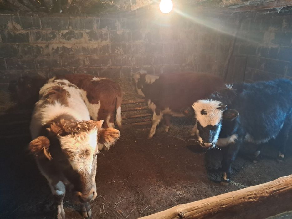 Продам потсос келки